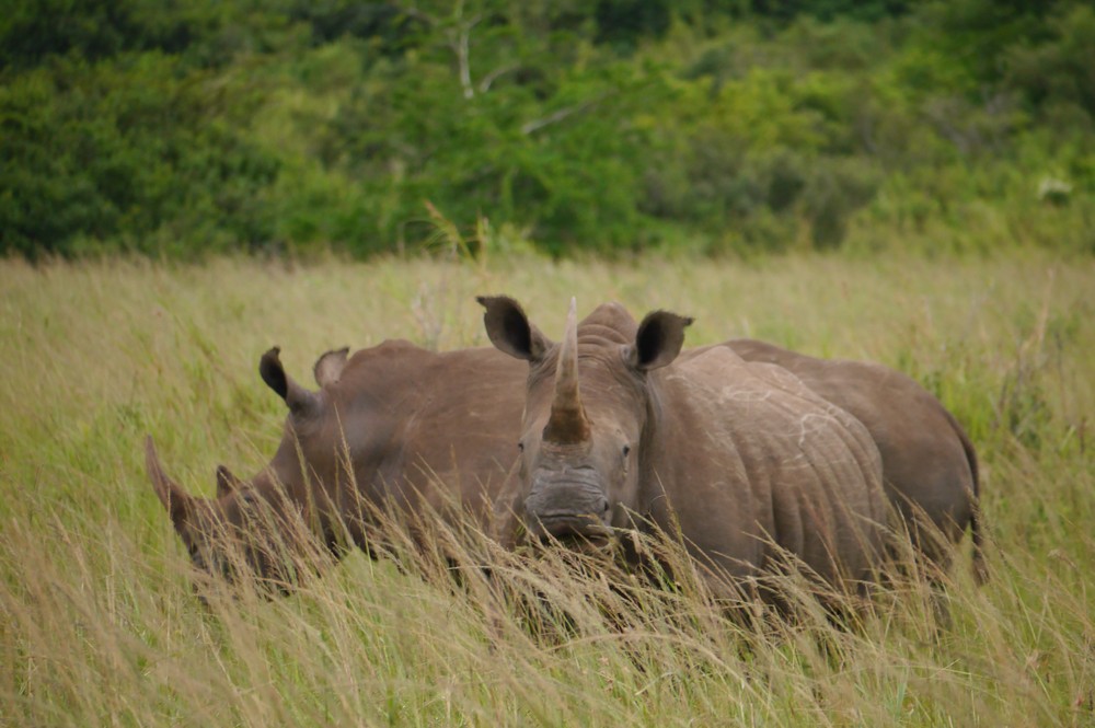 Two white rhinos eating grass in Hluluwe iMfolozie Park, South Africa.