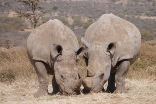 Two white rhinos eating closely together at Ol Gogi, Kenya.