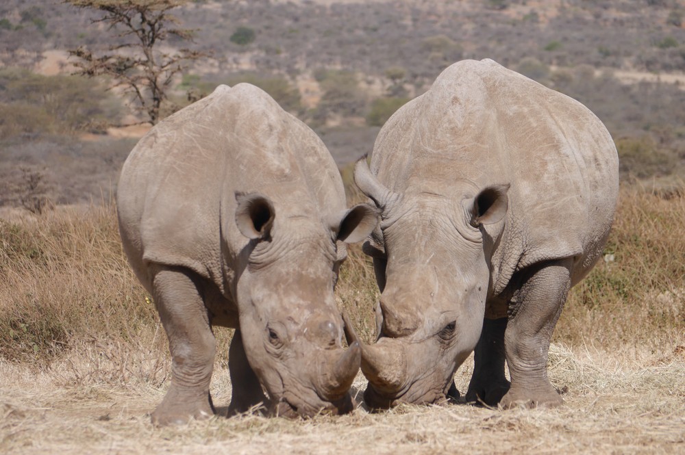 Two white rhinos eating closely together at Ol Gogi, Kenya.