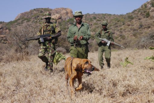 Three rangers on patrol with their canine coworker.