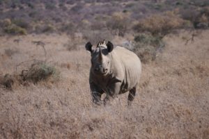 What Is the Horn of a Rhino Made Of?