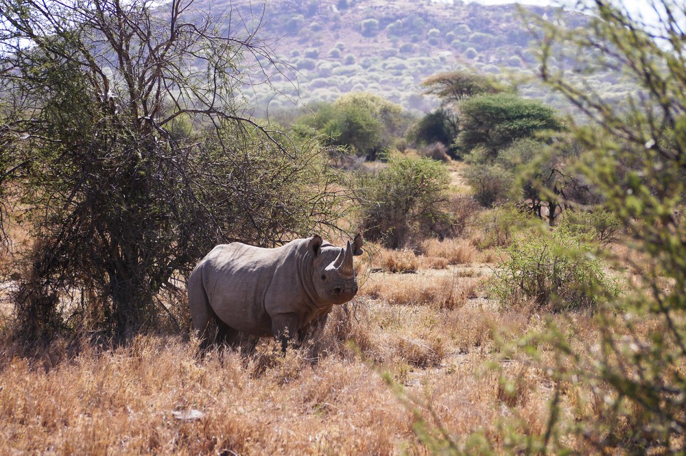 A rhino between the bush in Kenya.