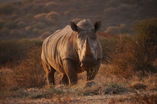 A white rhino at dusk eating grass.