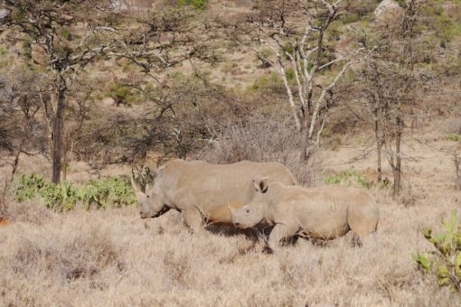 A rhino and her calf in Ol Gogi, Kenya.
