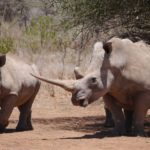 Two white rhinos in Kenya.