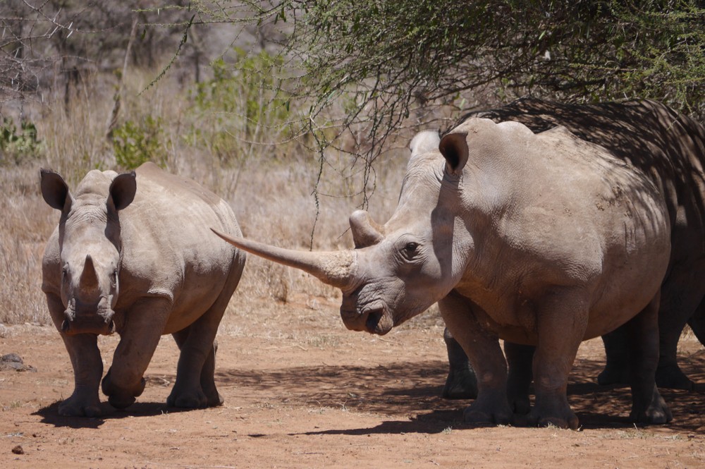 Two white rhinos in Kenya.