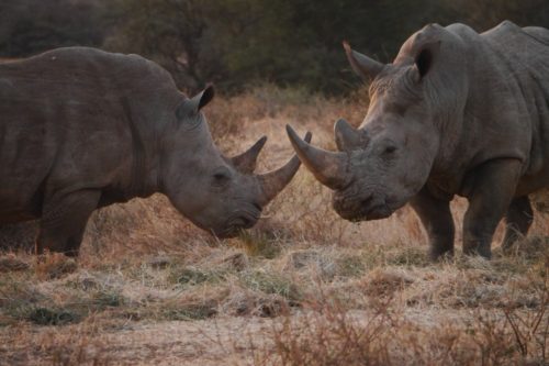 White Rhino | Species | Save the Rhino International