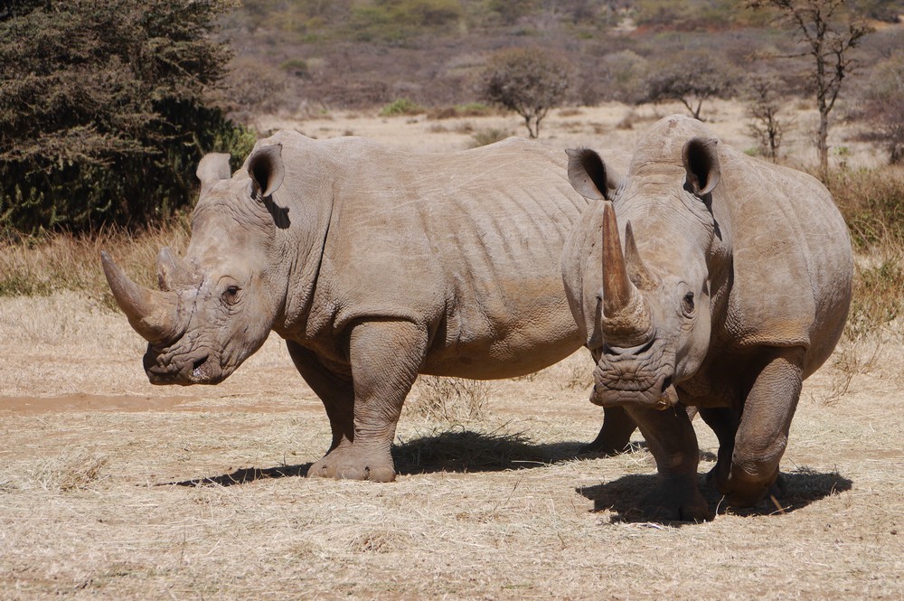 Two white rhinos look to the camera in Kenya's Ol Gogi.
