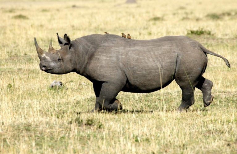 Western black rhino declared extinct in 2011 - journalists reporting ...