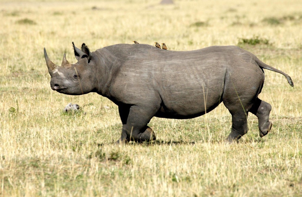 Western black rhino declared extinct in 2011 - journalists reporting news  two years later | Save The Rhino