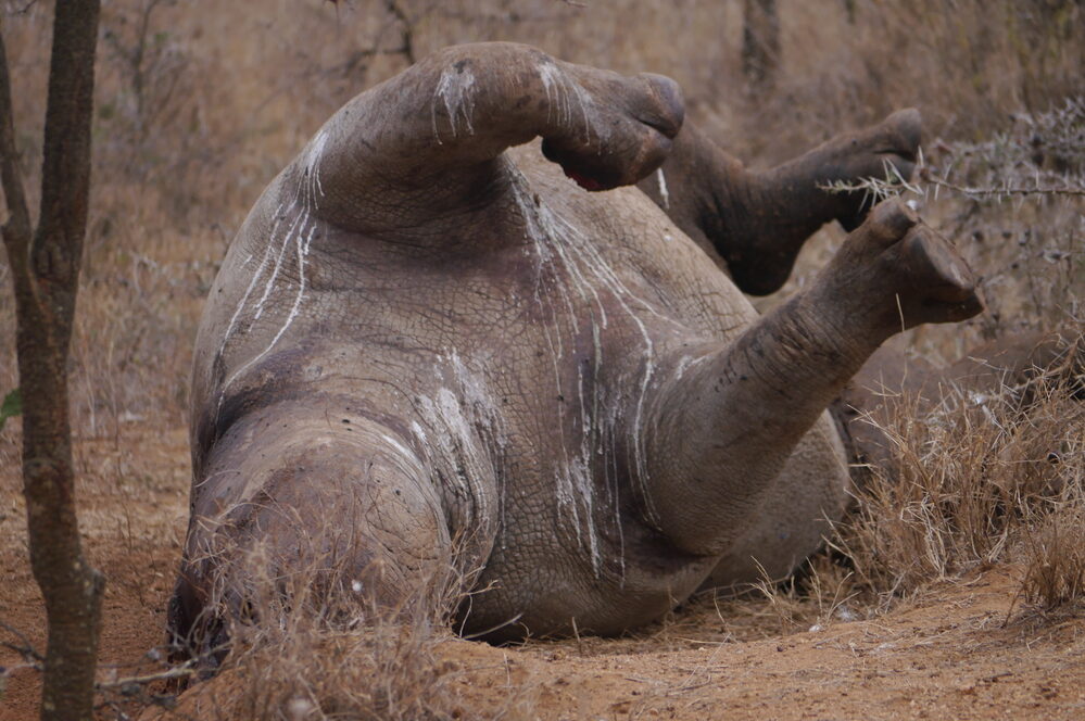 poached rhino lying on its back