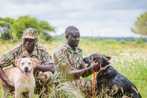 Image of rangers and their tracking and detection dogs who are an invaluable addition to field programmes’ anti-poaching patrols and technologies.