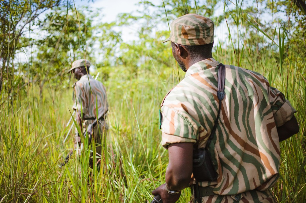 Two rangers walk through dense bush.