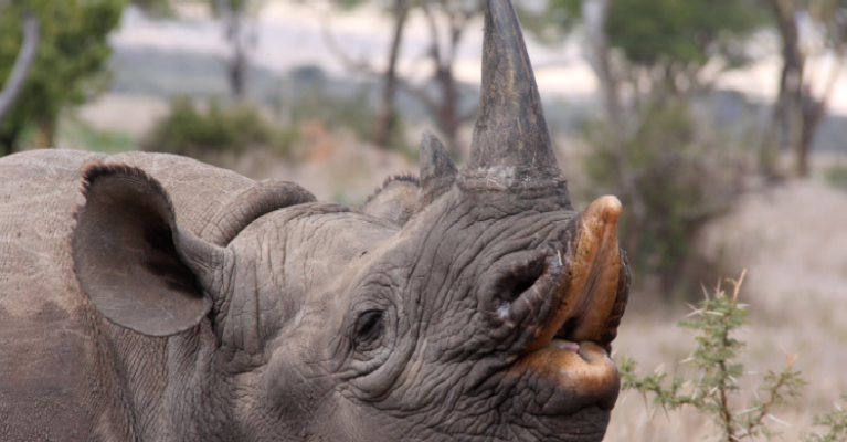 A black rhino with it's upper lip seperated as it goes to feed on shrubs