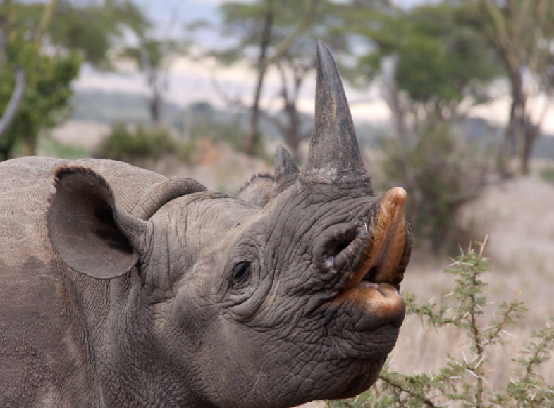 A black rhino with it's upper lip seperated as it goes to feed on shrubs