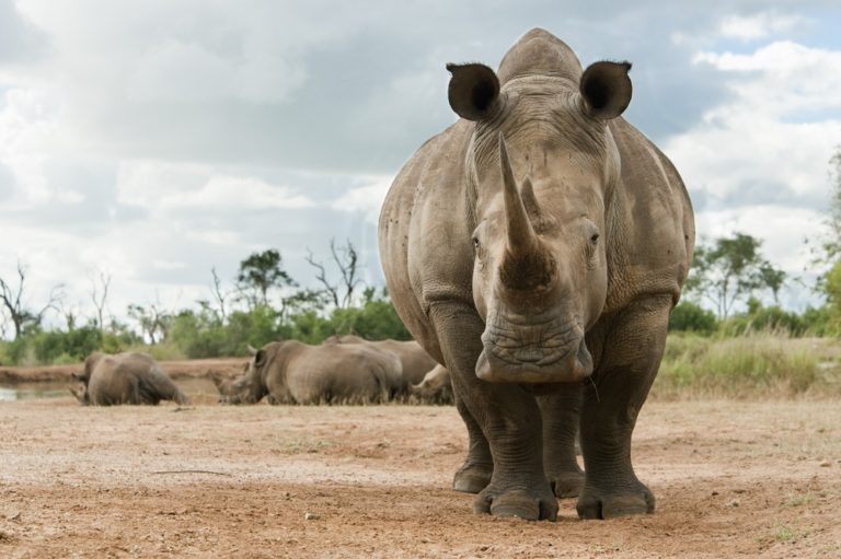 Close up image of a white rhino.