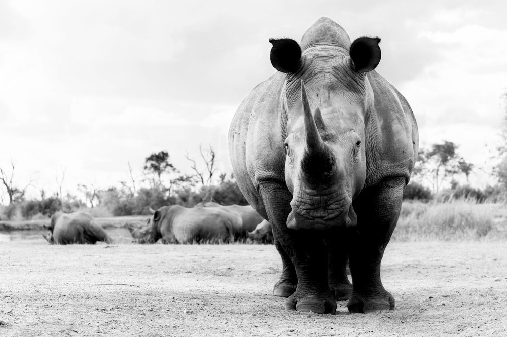 Black and white image of a white rhino in Swaziland