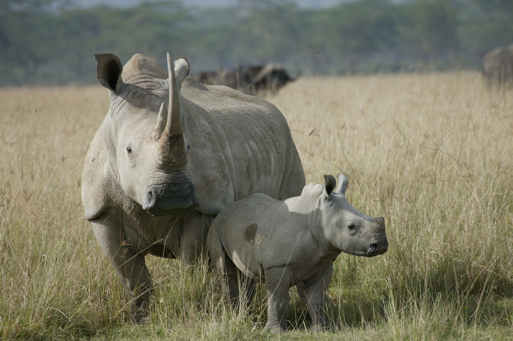 Update on South Africa's rhino conservation efforts | Save The Rhino
