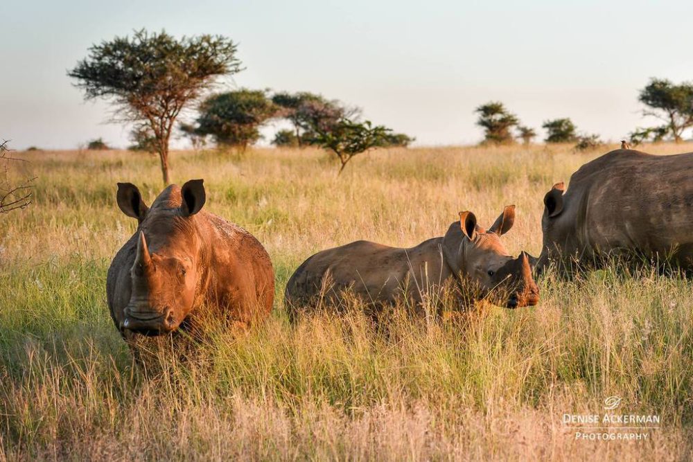 Image of a white rhino family captured in sunset in Southern Africa