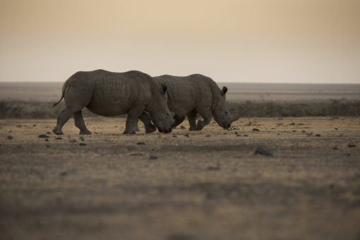 Two adult White rhinos in the wild