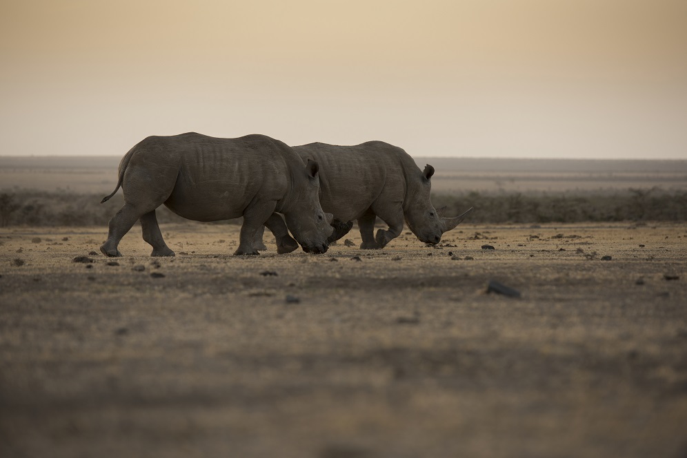 Two adult White rhinos in the wild