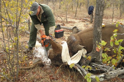 De-horning a black rhino