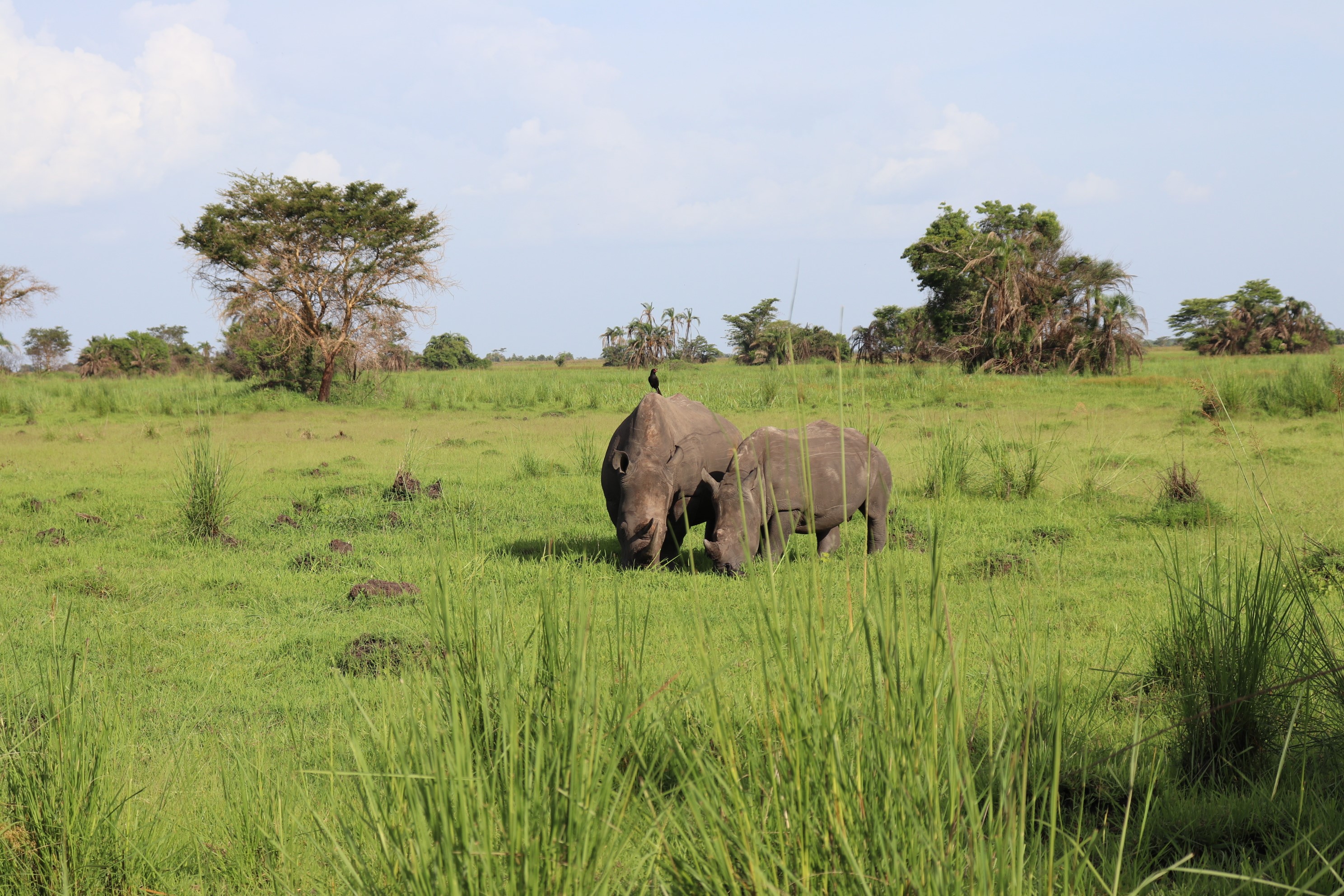 Two rhinos at Ziwa Wildlife Sanctuary, Uganda.