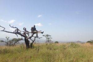 Image of a ranger in a tree