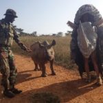 Image of the rhino costume meeting Mei Mei, an orphaned black rhino