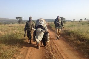 Image of the rhino costume with rangers