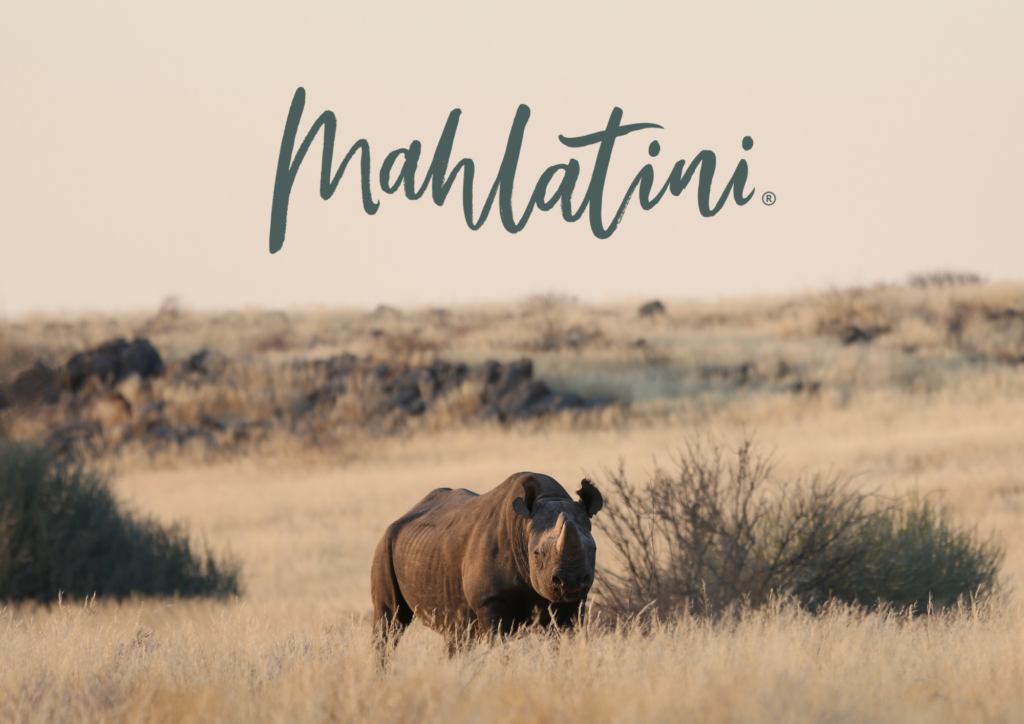 Black rhino standing in the field