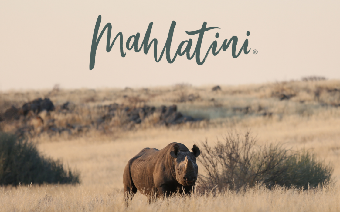 Black rhino standing in the field