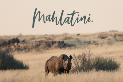 Black rhino standing in the field