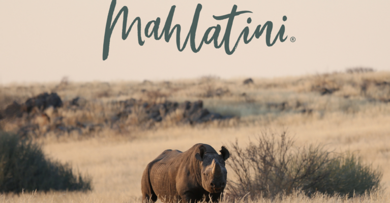Black rhino standing in the field