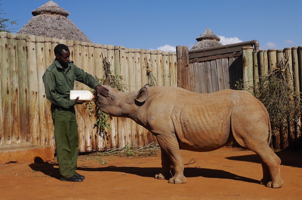 Black rhino orphan being bottle fed by ranger