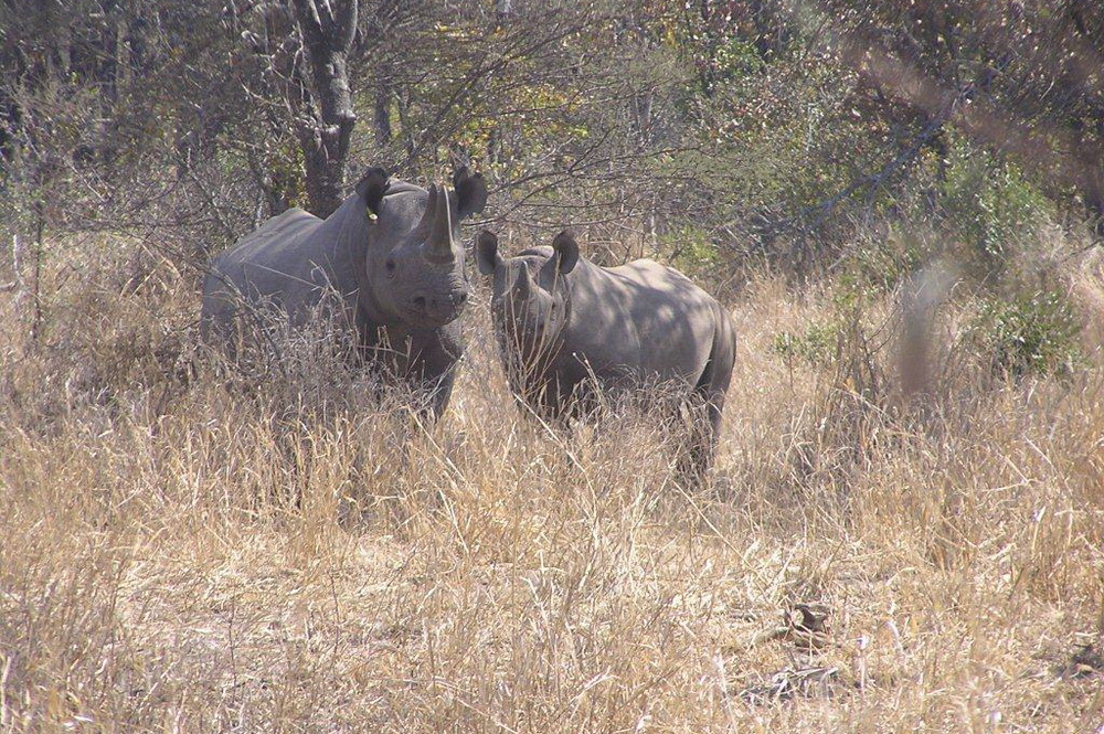Image of two black rhinos - mother and calf.