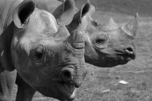 Black and white image of 2 black rhinos, one making noise.