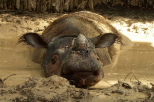 Image of Andalas, a Sumatran rhino, in a wallow