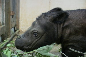 Image of a baby Sumatran rhino, Andalas.