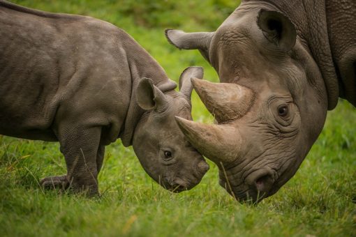 Image of a black rhino and her calf at Chester Zoo