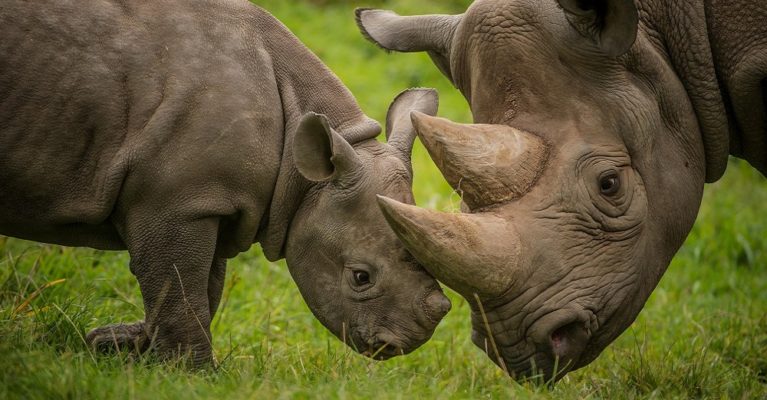 Image of a black rhino and her calf at Chester Zoo