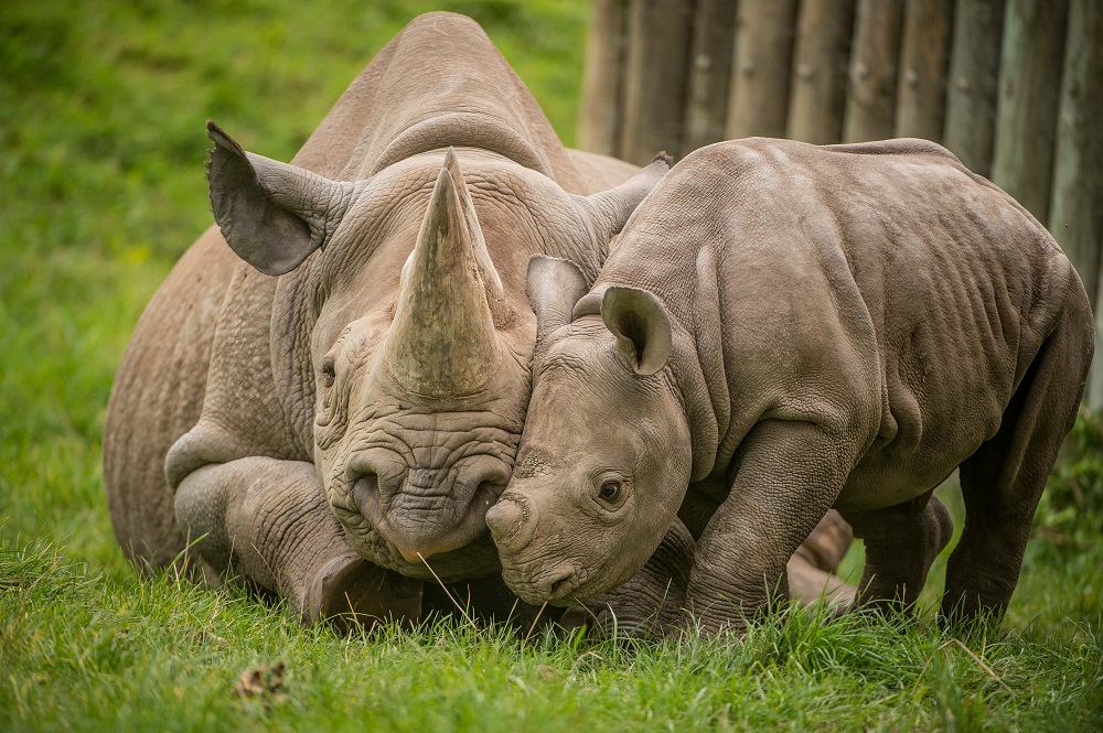 Image of a black rhino mother and her calf at Chester Zoo