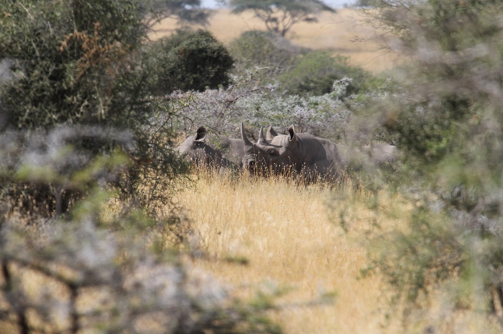 Photo of a black rhino and calf in Big Life Foundation, Kenya.