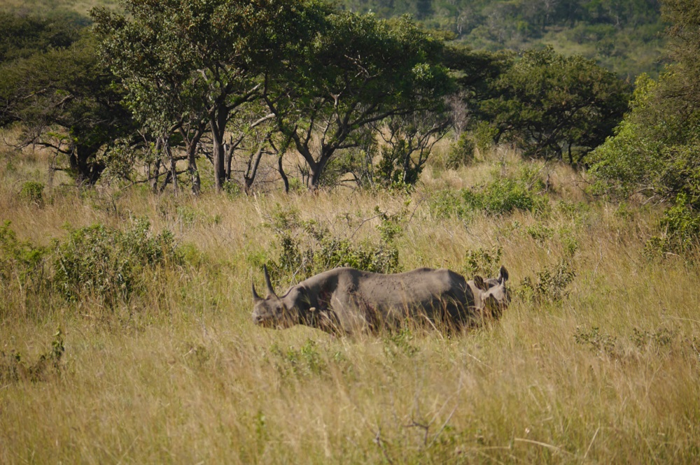 Image of two black rhinos in long grass.