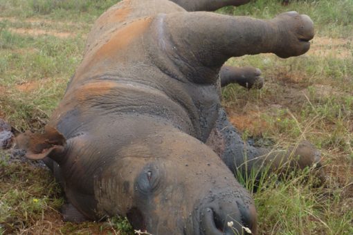 Image of a rhino killed from poaching.