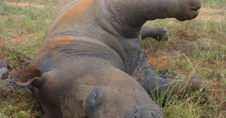 Image of a rhino killed from poaching.