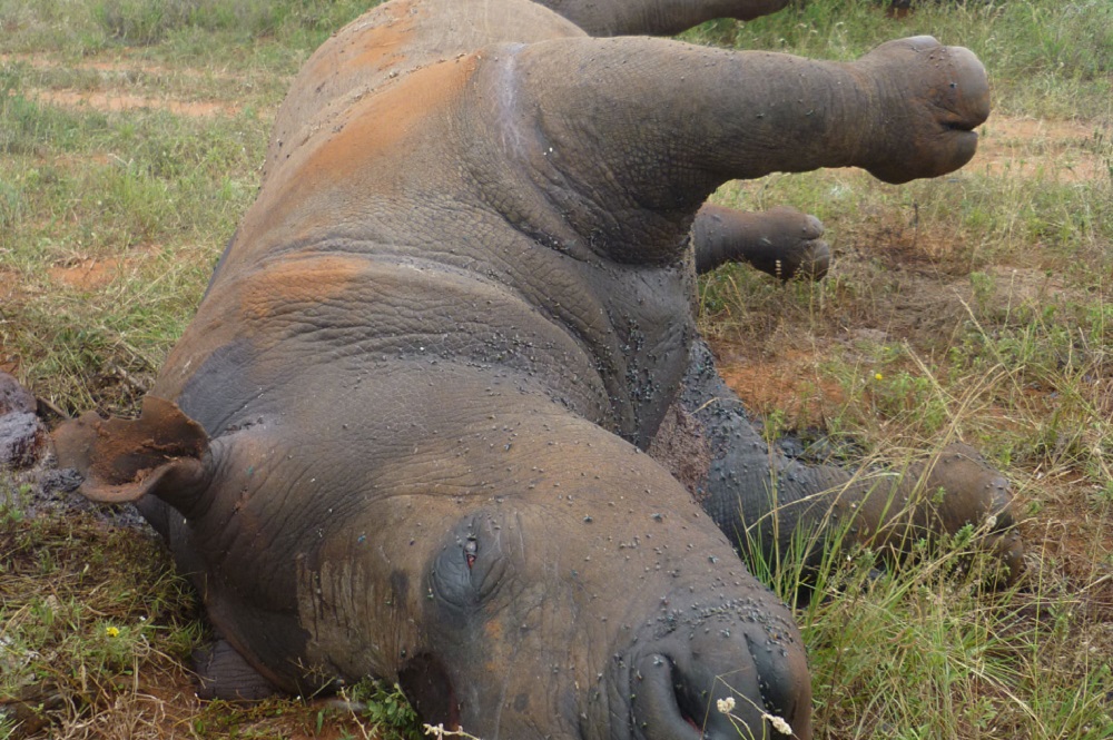 Can Fake Rhino Horn Stop the Poaching of a Species at Risk?