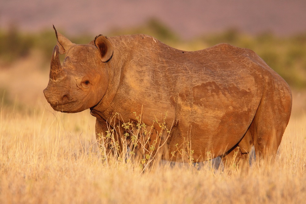 black rhino habitat