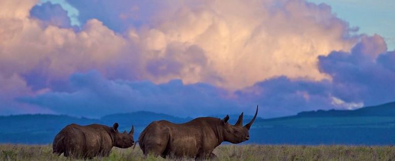 Two black rhinos in Kenya