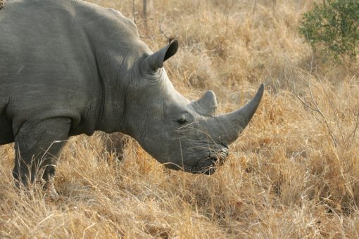 Image of a white rhino in long grass.